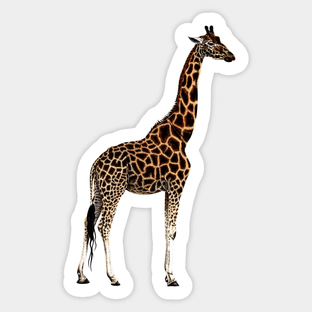 Giraffe drawing Sticker by lorendowding